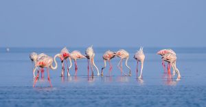Pulicat