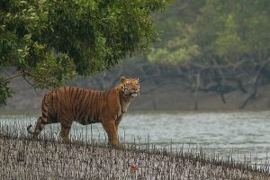 Sundarban