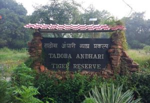 Tadoba